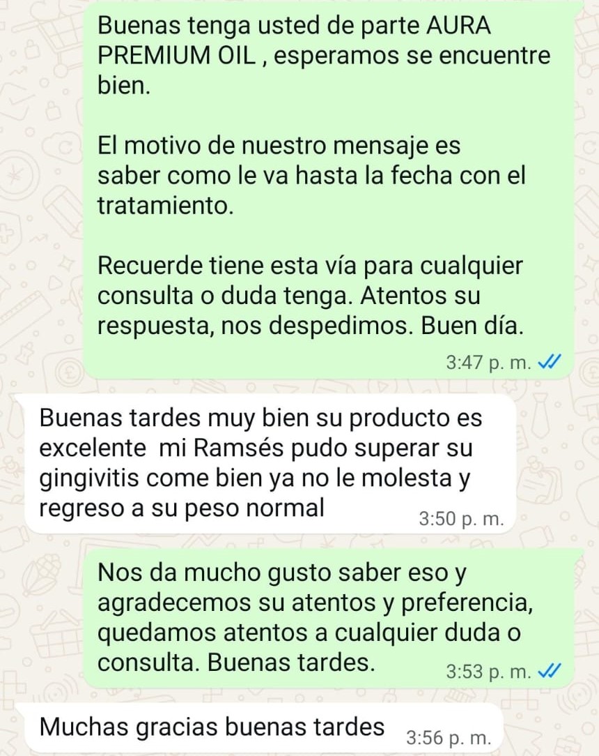 Chat de WhatsApp: Ramsés superó su gingivitis, come bien y regresó a su peso normal